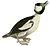 Buffel-headed Duck.jpg
