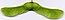 Acer platanoides scanned fruit cropped.jpg