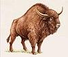 Steppe wisent