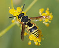 Wasp August 2007-3.jpg