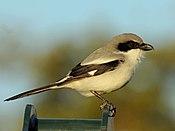 Loggerhead Shrike florida RWD6.jpg