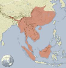 Hystrix brachyura distribution map.png