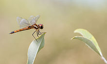 Libélula (Tramea sp), isla Lobos, islas Galápagos, Ecuador, 2015-07-25, DD 61.jpg