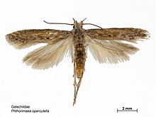 Phthorimaea operculella dorsal.jpg