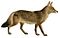 African golden wolf