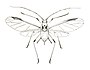 Aphid winged.jpg