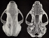 Revision of the skunks of the genus Chincha (1901) pl. 5 M. m. mephitis.png