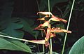 Heliconia irrasa 1.jpg