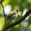 Myiornis ecaudatus - Short-tailed Pygmy-Tyrant.jpg