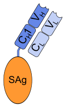 Fab-superantigen-fusion protein.svg