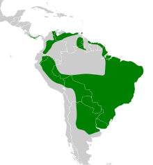 Myiophobus fasciatus map.svg