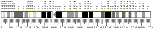 Chromosome 6 (human)