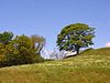 Pasture near West Hall - geograph.org.uk - 822343.jpg