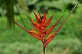 Heliconia - Platanillo (Heliconia psittacorum Andromeda) (14667117794).jpg