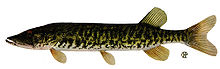 Esox americanus vermiculatus.jpg