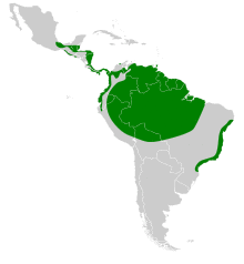 Panyptila cayennensis map.svg