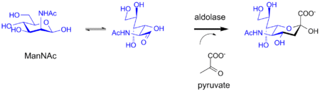Biosynthesis of sialic acid by a bacterial aldolase enzyme.