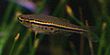 Danio nigrofasciatus.jpg
