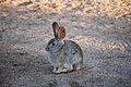 Joshua Tree NP - Cottontail - 1d.jpg