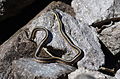 Valley Garter Snake- Thamnophis sirtalis fitchi (9401040521).jpg