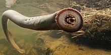 Pacific lamprey facing right.jpg