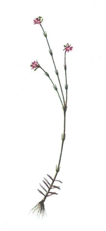 Stylidium fissilobum from Endeavour voyage.jpg