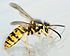 AD2009Sep09 Vespula germanica 03.jpg