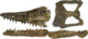 Tylosaurus pembinensis MMV 95 2.png