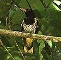 Dark-throated Oriole.jpg