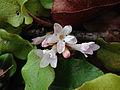 Epigaea repens - Trailing arbutus.jpg