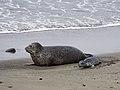 Harbor Seal with young pup.jpg