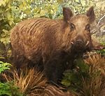 Sus scrofa majoris - Museo Civico di Storia Naturale Giacomo Doria - Genoa, Italy.jpg