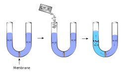 Progression: (1) a U-tube is filled with water and has a membrane in the middle (2) sugar is added to the left part (3) water crosses the membrane and fills the left side more than the right.