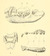 J. W. Gidley (1906) P. l. simus.png