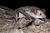 Mormopterus beccarii astrolabiensis 1.jpg