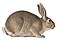 Lepus cuniculus - 1700-1880 - Print - Iconographia Zoologica -(white background).jpg