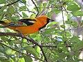 Icterus auratus 60726713.jpg