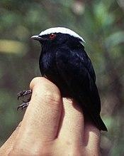 Dixiphia pipra - male.jpg