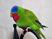 Vini australis -London Zoo, England-8a.jpg