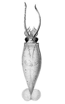 Liocranchia valdiviae.jpg