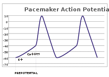 A plot of action potential (mV) vs time. The membrane potential is initially −60 mV, rise relatively slowly to the threshold potential of −40 mV, and then quickly spikes at a potential of +10 mV, after which it rapidly returns to the starting −60 mV potential. The cycle is then repeated.