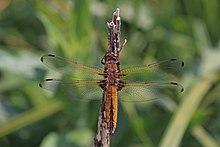 Scarce chaser (Libellula fulva) immature female 1.jpg