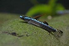 Stiphodon percnopterygionus2.jpg