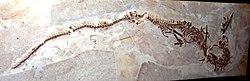Pleurosaurus goldfussi 2.jpg