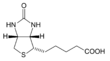 Biotin structure JA.png