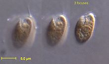 Rhodomonas salina CCMP 322.jpg