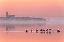 Tutto rosa.tif