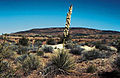 Yucca angustissima fh 1179.14 AZ B.jpg