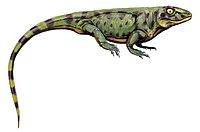 Kenomagnathus DB.jpg