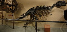 Holotype as it was originally mounted by Charles Gilmore in the National Museum of Natural History